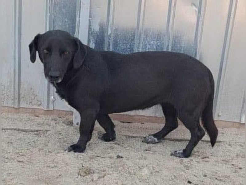 Pearl- schwarzes „Dackel“ Mix Mädchen“ ca. 6 Jahre alt