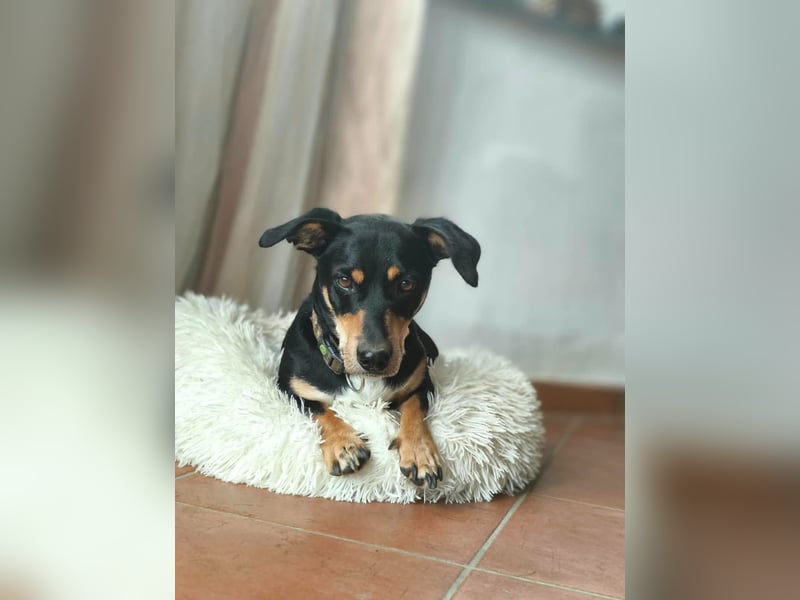 Dackel-Mix Yoshi wartet in 56729 Bermel auf ein Zuhause mit klaren Grenzen und Strukturen.