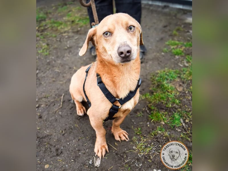 Rudi – der Kuschelkandidat mit den leuchtenden Augen
