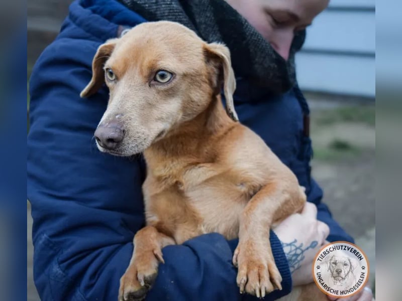 Rudi – der Kuschelkandidat mit den leuchtenden Augen