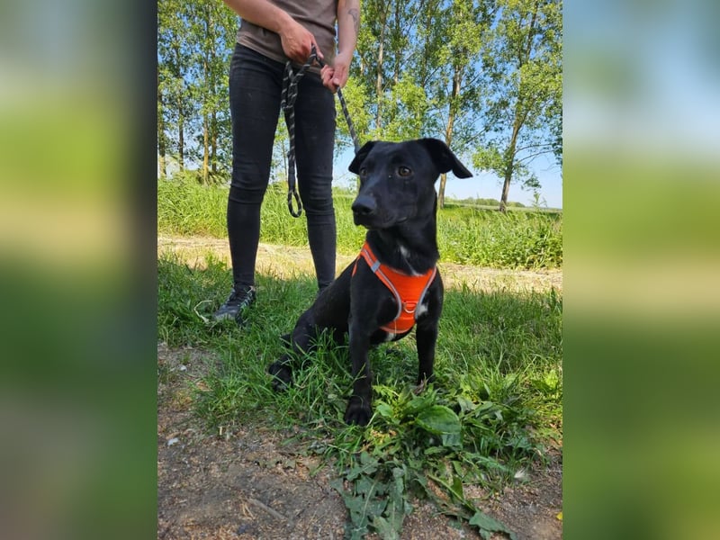Andrina - junge Dackel-Mix-Hündin wartet auf ihr Happy End