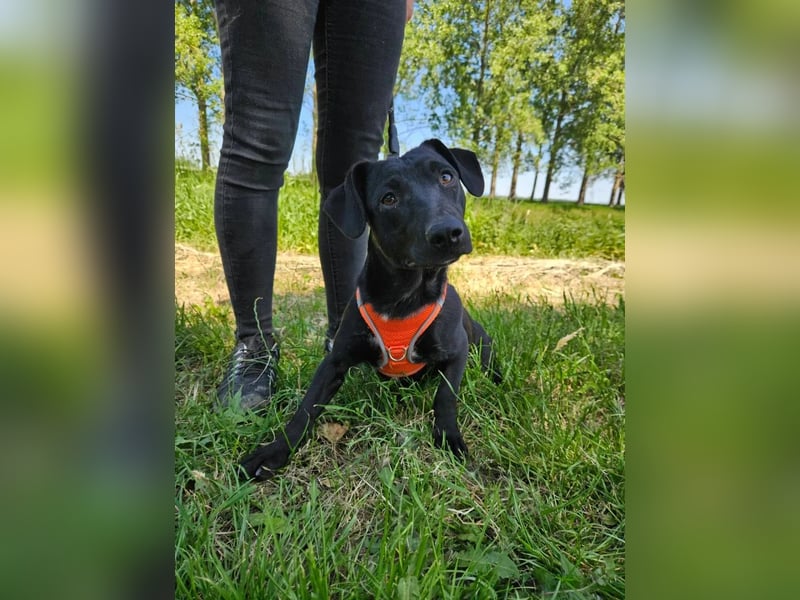Andrina - junge Dackel-Mix-Hündin wartet auf ihr Happy End