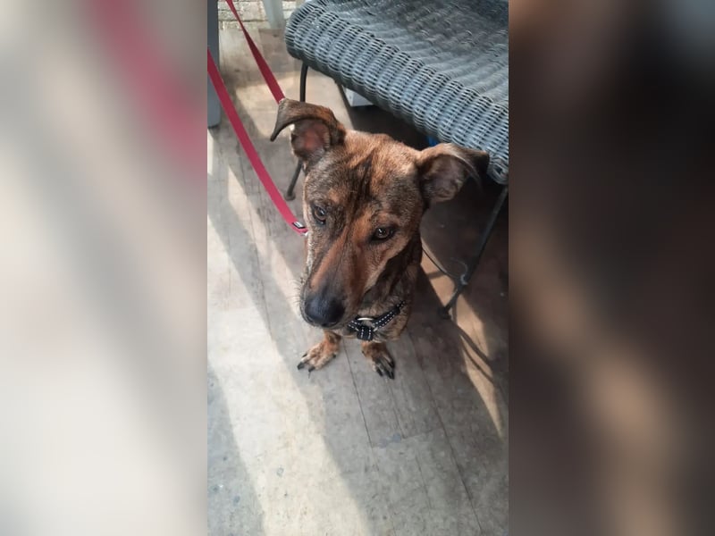 Tiger – Ein Unikat für aktive Menschen