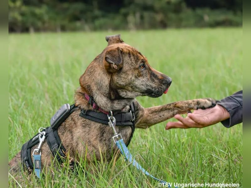 Tiger – Ein Unikat für aktive Menschen