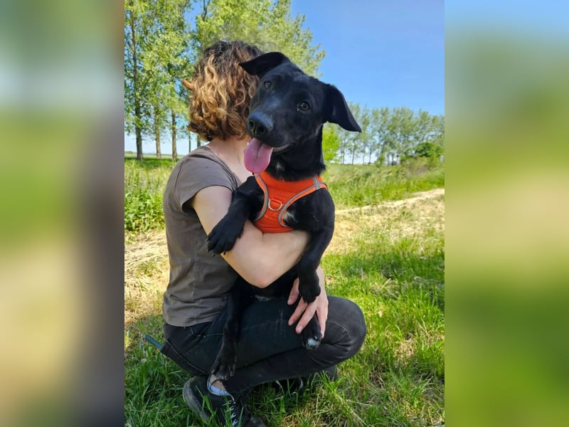 Andrina - junge Dackel-Mix-Hündin wartet auf ihr Happy End