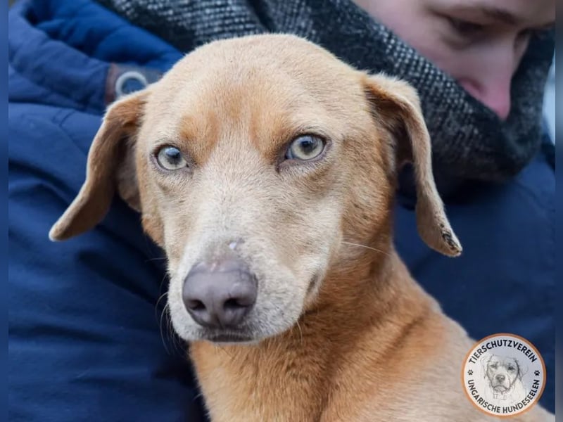 Rudi – der Kuschelkandidat mit den leuchtenden Augen