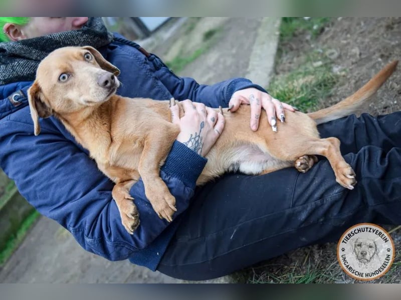 Rudi – der Kuschelkandidat mit den leuchtenden Augen