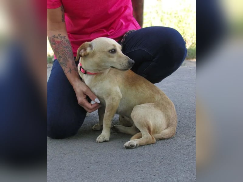 Attina – Kleine Pfoten, große Abenteuerlust