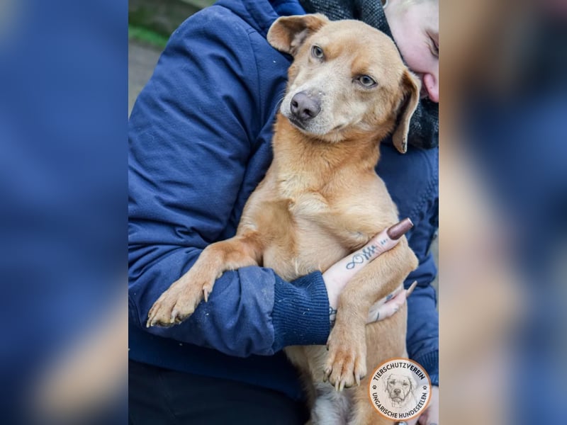 Rudi – der Kuschelkandidat mit den leuchtenden Augen