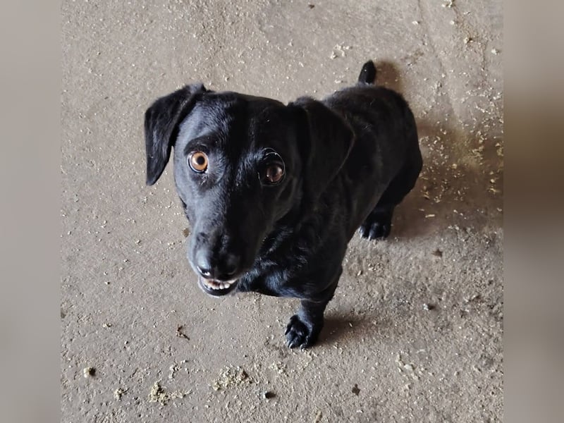 Fifi von kettenlos