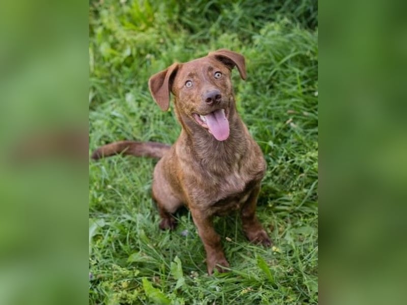 Monty - Der witzige  Dackeljunge Monty sucht ein Zuhause oder Pflegestelle zum 15.08.2026!