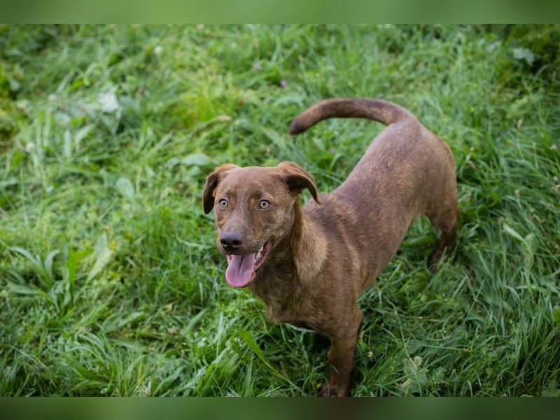 Monty - Der witzige  Dackeljunge Monty sucht ein Zuhause oder Pflegestelle zum 15.08.2026!