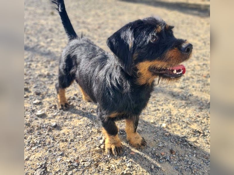 MURRAY-charmanter, lustiger Bub erobert alle Herzen-aufgeschlossen, fröhlich, sucht er seine Familie