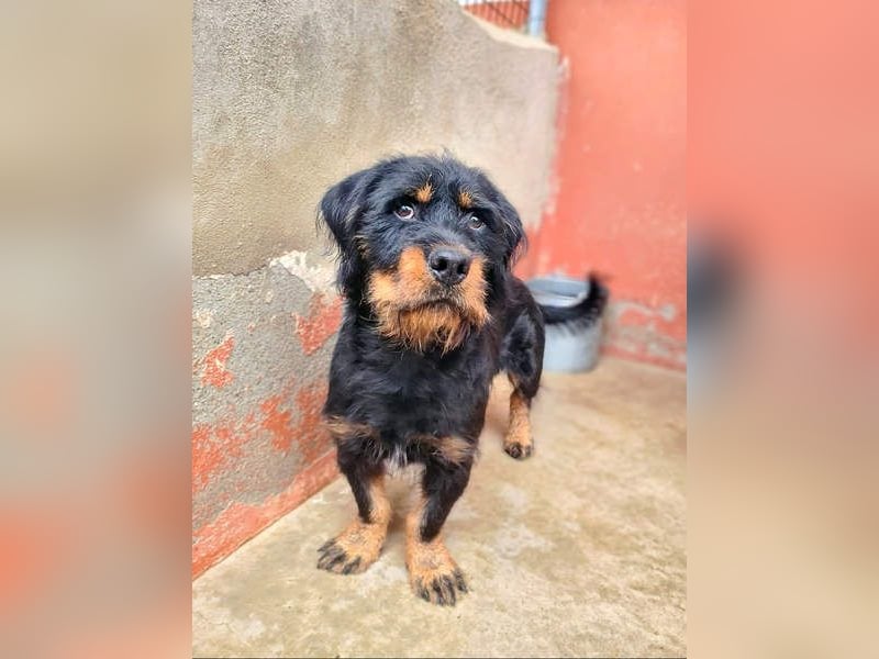 MURRAY-charmanter, lustiger Bub erobert alle Herzen-aufgeschlossen, fröhlich, sucht er seine Familie