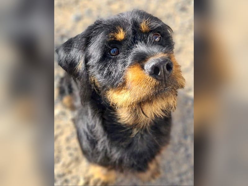 MURRAY-charmanter, lustiger Bub erobert alle Herzen-aufgeschlossen, fröhlich, sucht er seine Familie