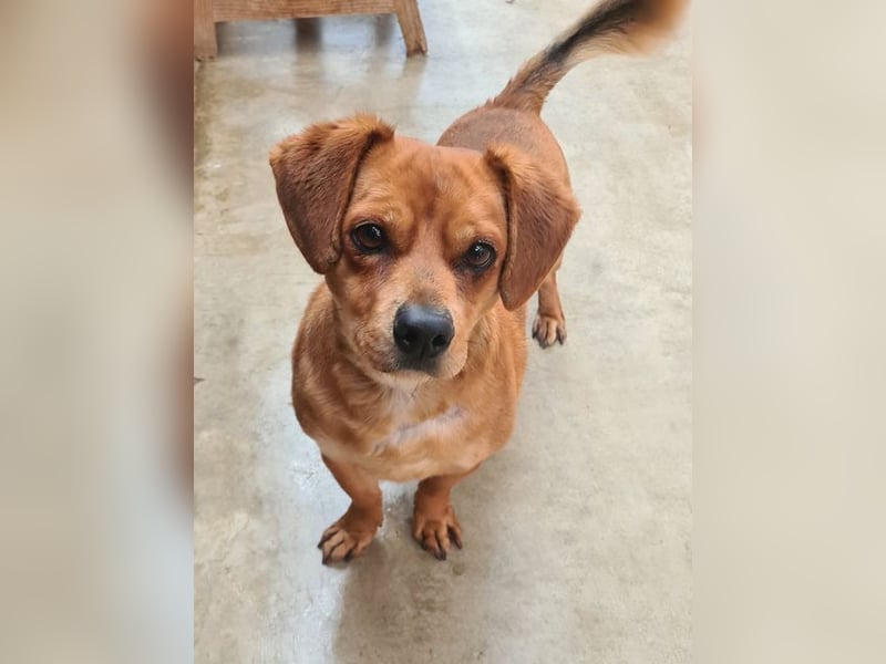 Kleiner DINO REY- sucht liebevolles Für-immer-Zuhause