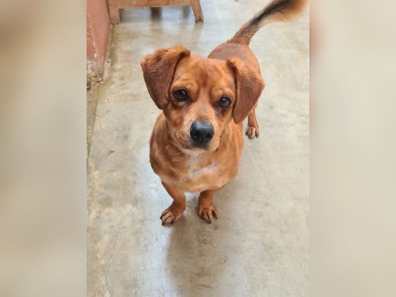 Kleiner DINO REY- sucht liebevolles Für-immer-Zuhause