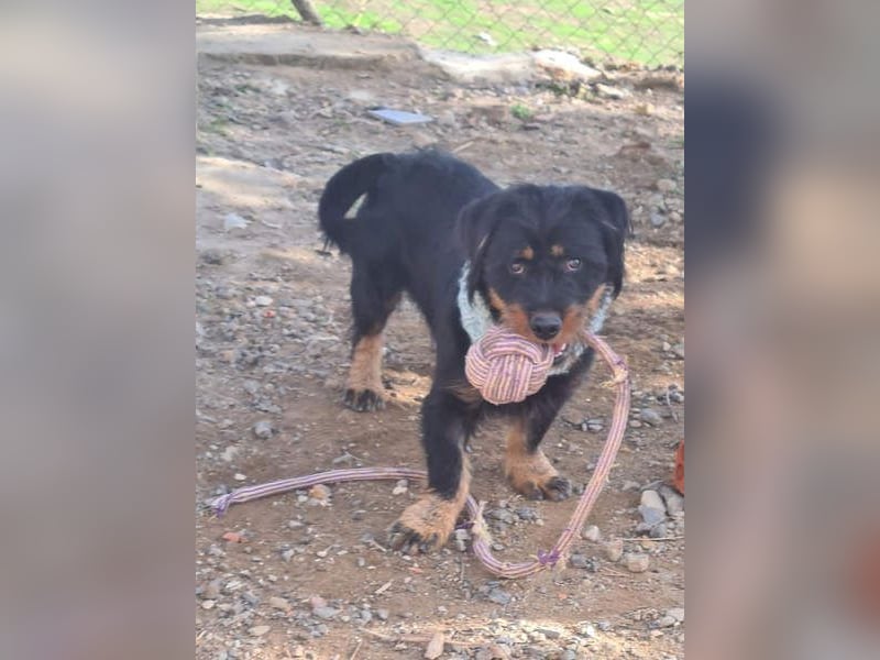 MURRAY-charmanter, lustiger Bub erobert alle Herzen-aufgeschlossen, fröhlich, sucht er seine Familie