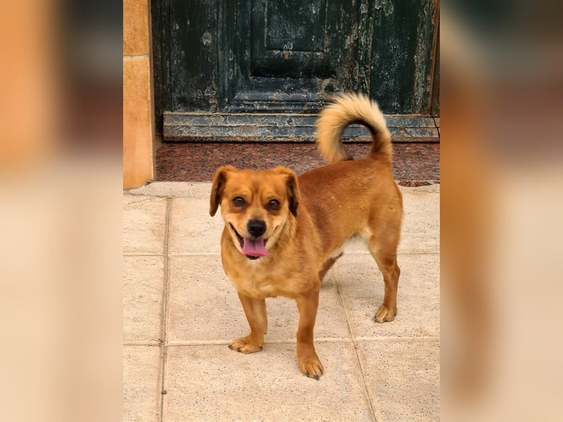 Kleiner DINO REY- sucht liebevolles Für-immer-Zuhause