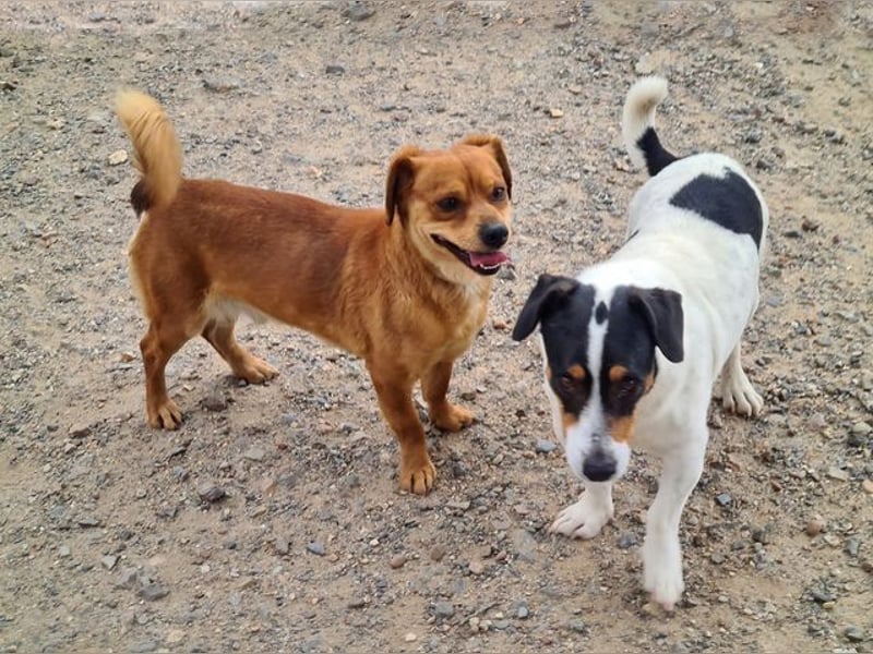 Kleiner DINO REY- sucht liebevolles Für-immer-Zuhause