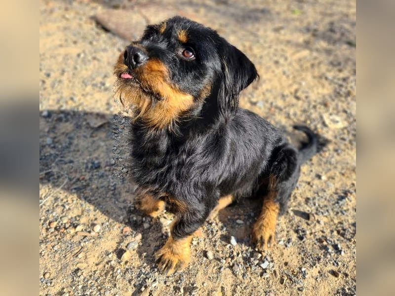 MURRAY-charmanter, lustiger Bub erobert alle Herzen-aufgeschlossen, fröhlich, sucht er seine Familie