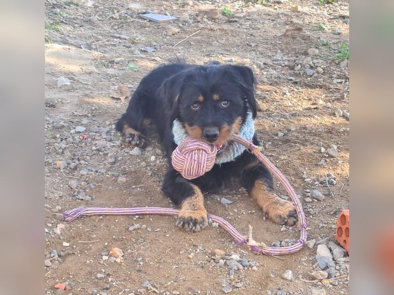 MURRAY-charmanter, lustiger Bub erobert alle Herzen-aufgeschlossen, fröhlich, sucht er seine Familie