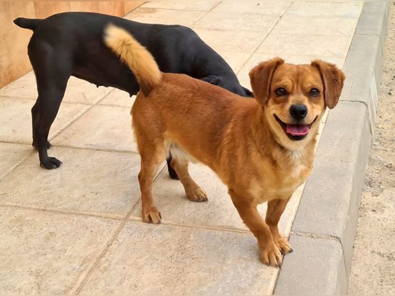 Kleiner DINO REY- sucht liebevolles Für-immer-Zuhause