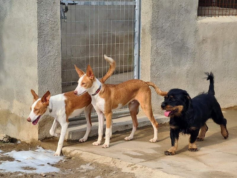 MURRAY-charmanter, lustiger Bub erobert alle Herzen-aufgeschlossen, fröhlich, sucht er seine Familie