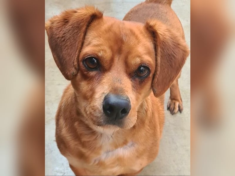 Kleiner DINO REY- sucht liebevolles Für-immer-Zuhause