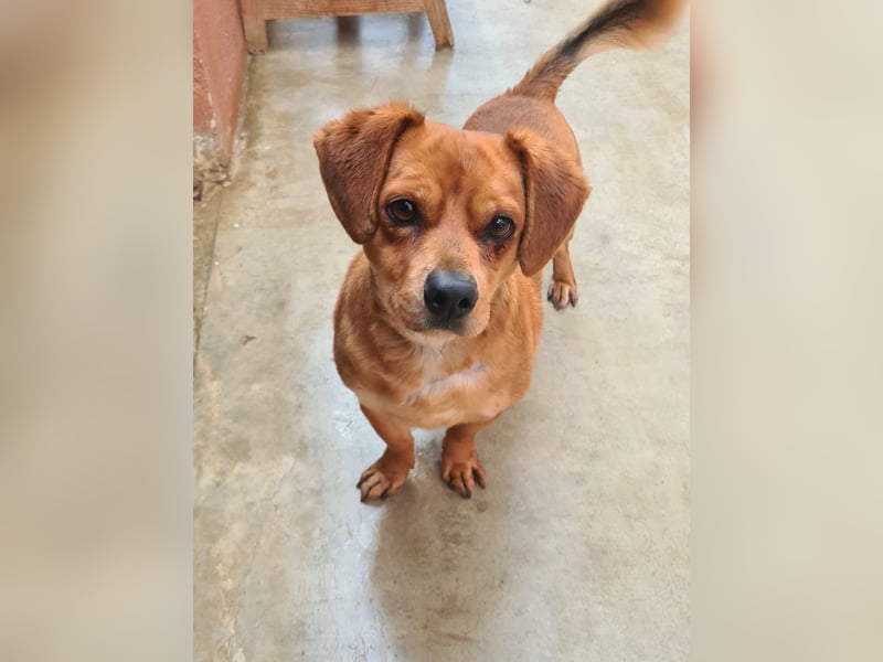 Kleiner DINO REY- sucht liebevolles Für-immer-Zuhause