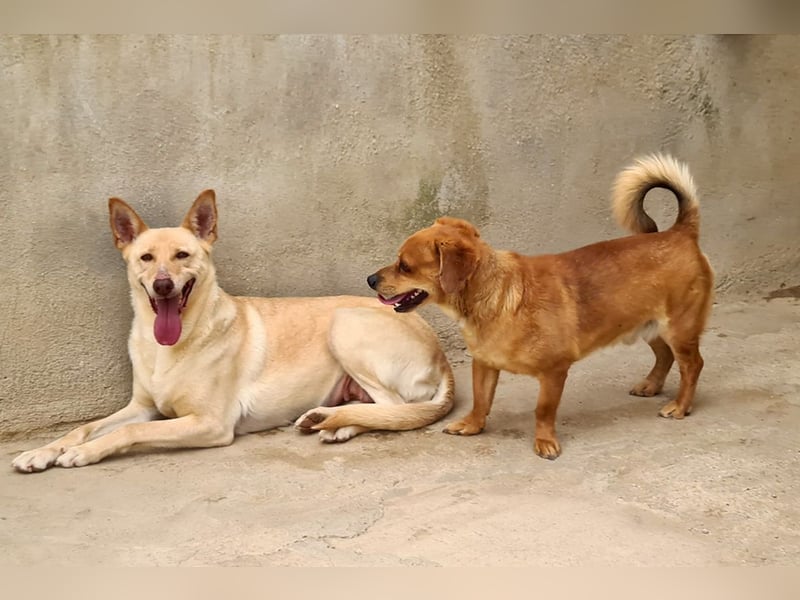 Kleiner DINO REY- sucht liebevolles Für-immer-Zuhause