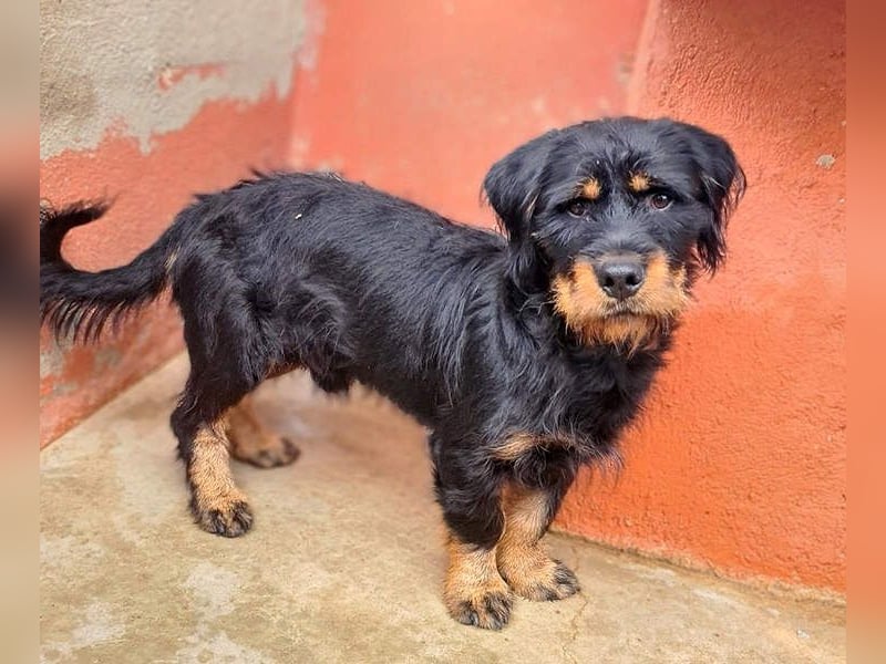 MURRAY-charmanter, lustiger Bub erobert alle Herzen-aufgeschlossen, fröhlich, sucht er seine Familie