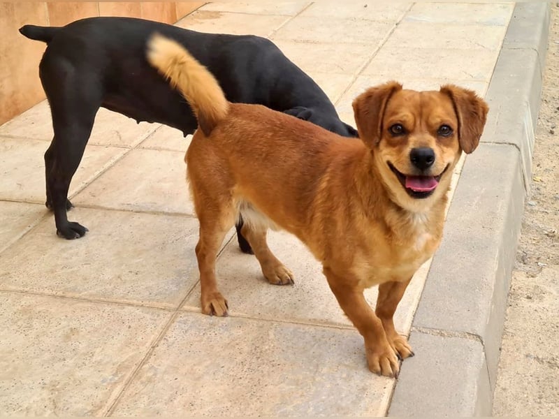 Kleiner DINO REY- sucht liebevolles Für-immer-Zuhause