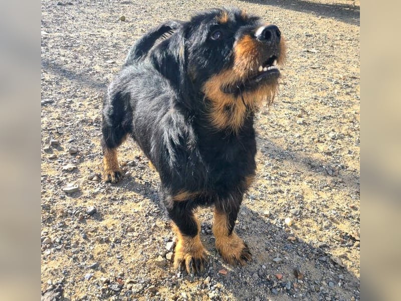 MURRAY-charmanter, lustiger Bub erobert alle Herzen-aufgeschlossen, fröhlich, sucht er seine Familie