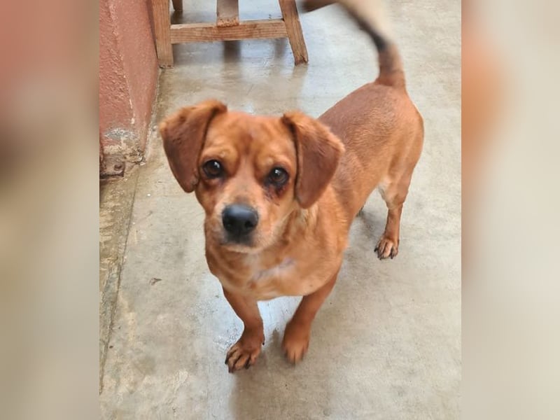 Kleiner DINO REY- sucht liebevolles Für-immer-Zuhause