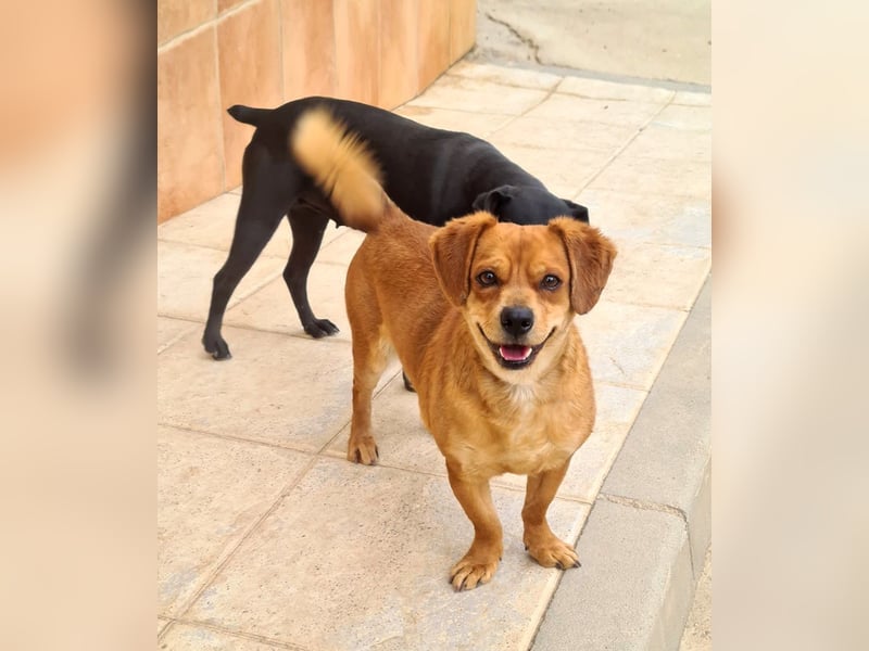 Kleiner DINO REY- sucht liebevolles Für-immer-Zuhause