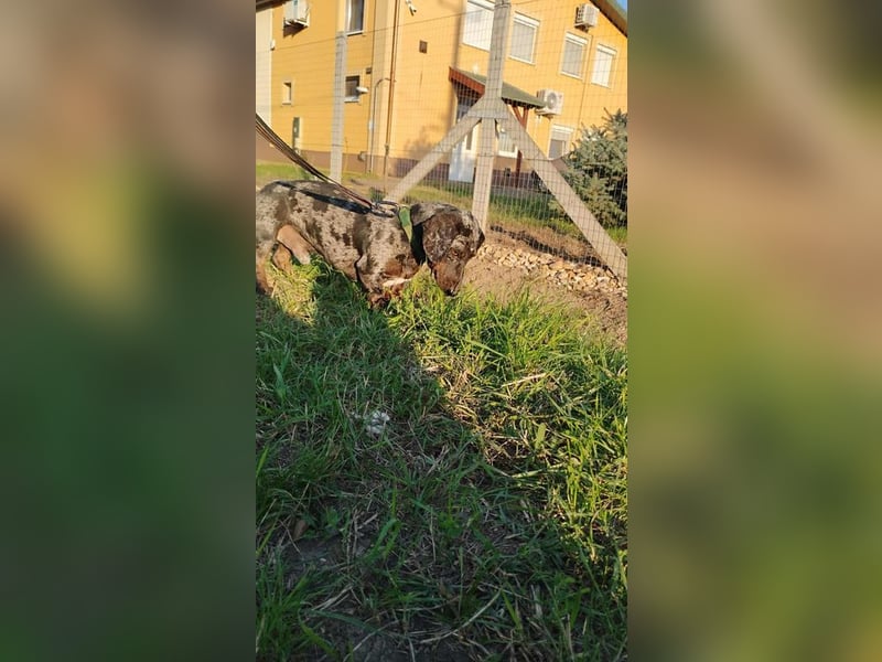 Merlin, Kurzhaardackel, Rüde, geb. ca. 10.2023, 26 cm, ca. 5,5 kg