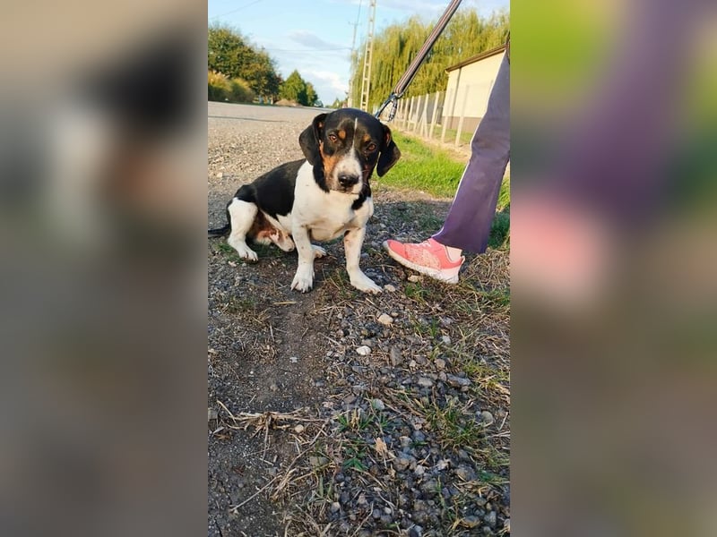 Jojo, Dackel-Mix, Rüde, geb. ca. 08.2024, 30 cm, 10 kg