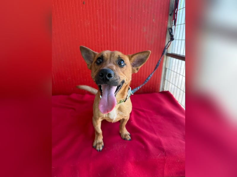 Robi, Dackel-Mix, Rüde, ca. 1 Jahr, ca. 30 cm, 7 kg