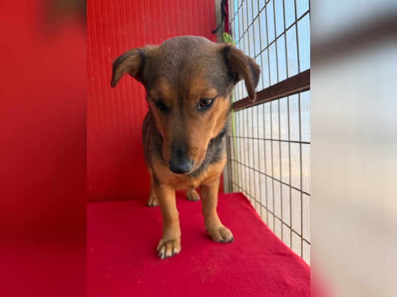 Emma, Dackel-Mix, Hündin, ca. 1 Jahr, 30 cm, 10 kg