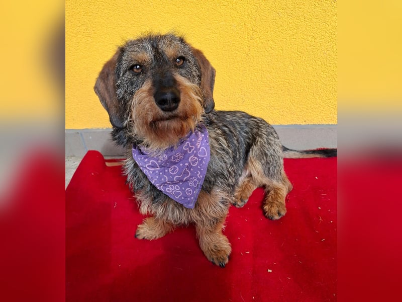 Morris, Dackel-Mix, Rüde, ca. 1 Jahr, 34 cm, 12 kg