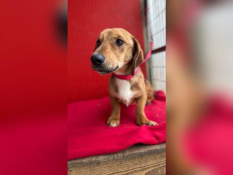 Lenny, Dackel-Mix, Rüde, ca. 1 Jahr, 35 cm