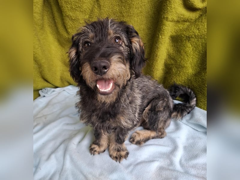 Rudo, Dackel-Mix, Rüde, ca. 1 Jahr, 32 cm, 9 kg