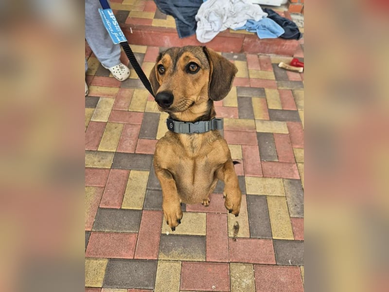 Funny, Dackel-Mix, Hündin, 1,5 Jahre, ca. 30 cm