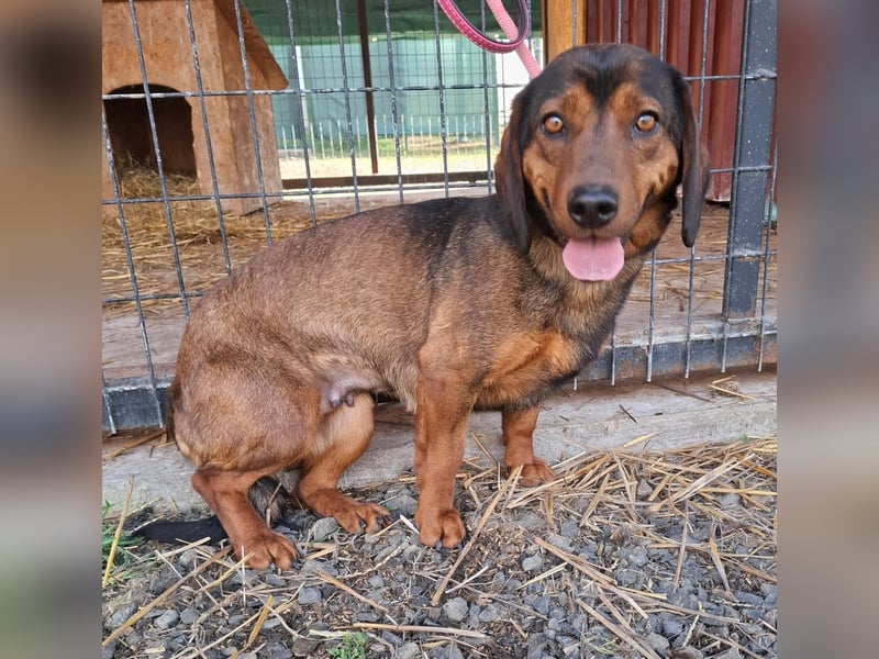 Mia, Alpen-Dackel-Mix, Hündin, geb. am 01.08.2023, 30 cm, 12 kg