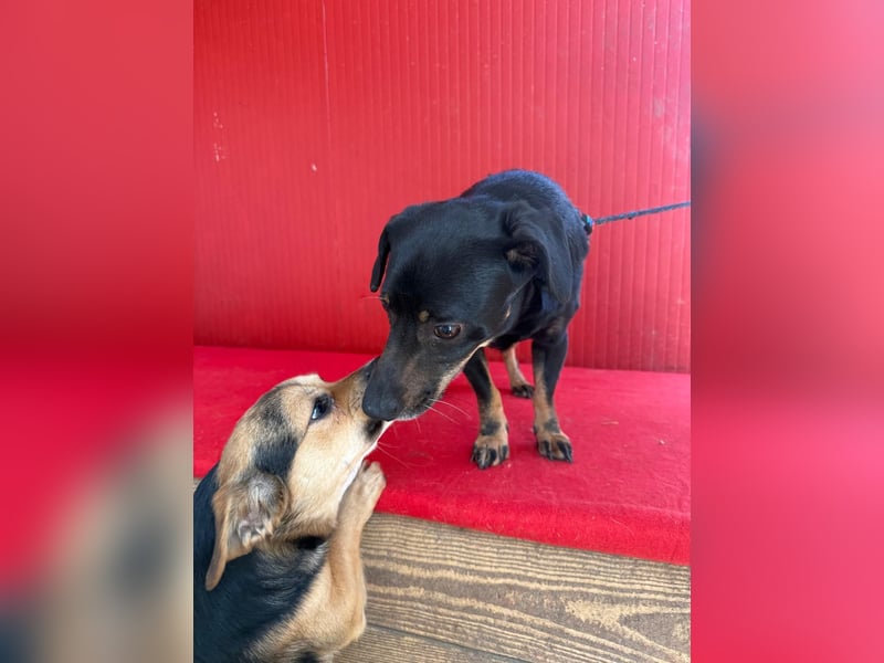 Teddy, Dackel-Mix, Rüde, geb. am 24.05.2019, 30 cm, 9 kg