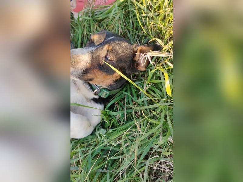 Jojo, Dackel-Mix, Rüde, geb. ca. 08.2024, 30 cm, 10 kg