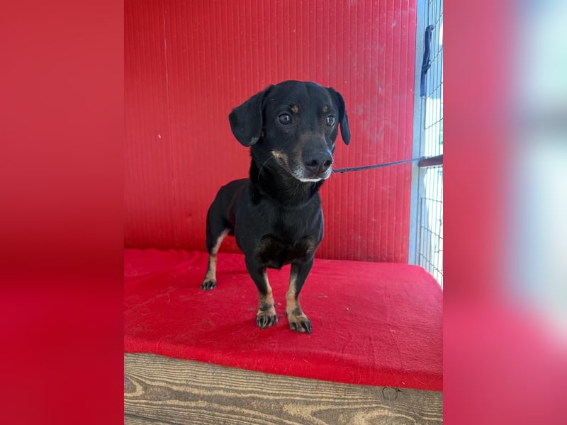 Teddy, Dackel-Mix, Rüde, geb. am 24.05.2019, 30 cm, 9 kg