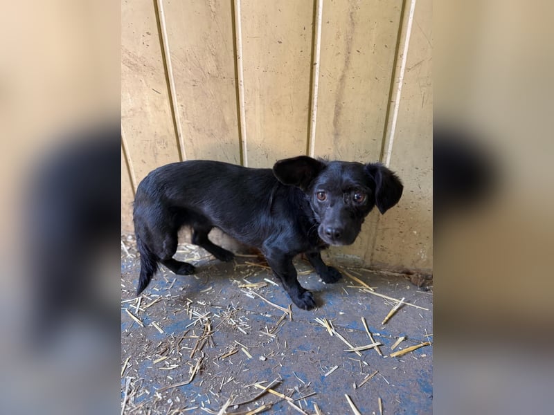 Malna, Dackel-Mix, Hündin, ca. 2 Jahre, ca. 25 cm, 6 kg