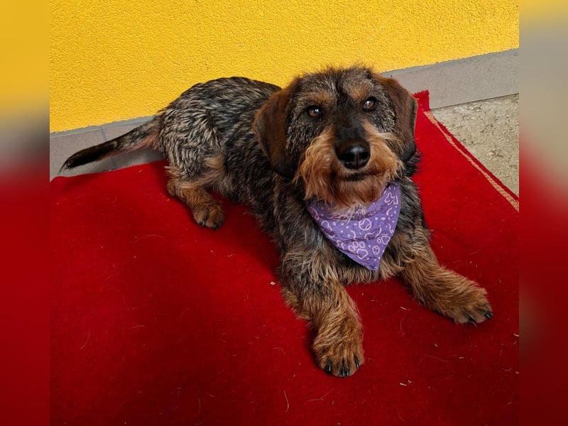 Morris, Dackel-Mix, Rüde, ca. 1 Jahr, 34 cm, 12 kg